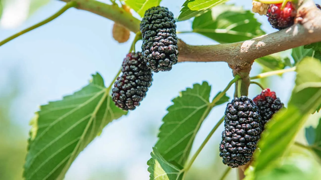 Fresh black mulberries growing on a tree branch with green leaves