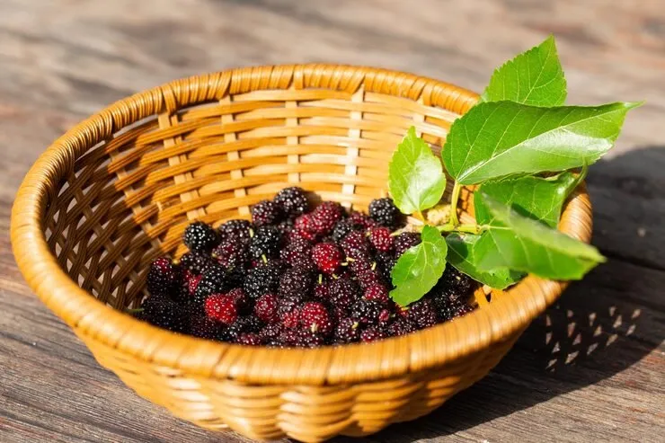 Fresh black and red mulberries in a wicker basket with green leaves